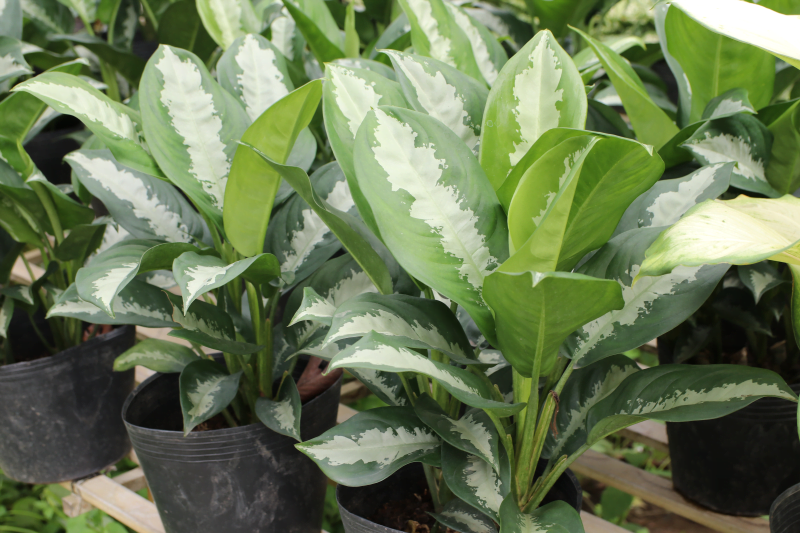 Chậu cây Thanh Lam - Dracaena angustifolia