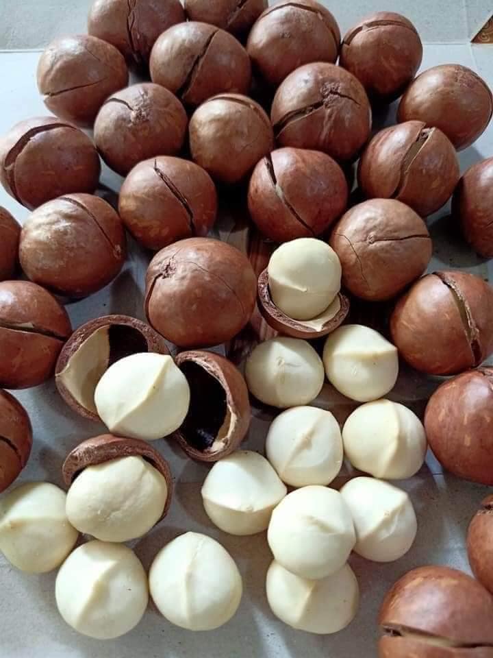 Hạt mắc ca Tây Nguyên 500gr (tặng kèm khui, đã sấy chín)