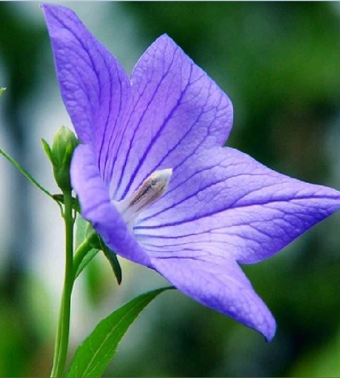"Gói 50 "Hạt giống cát cánh ( CÂY DƯỢC LIỆU ) [Seeds]