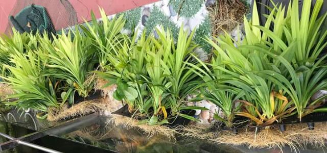 cây dứa nếp giống (cây lá dứa, cây lá thơm)