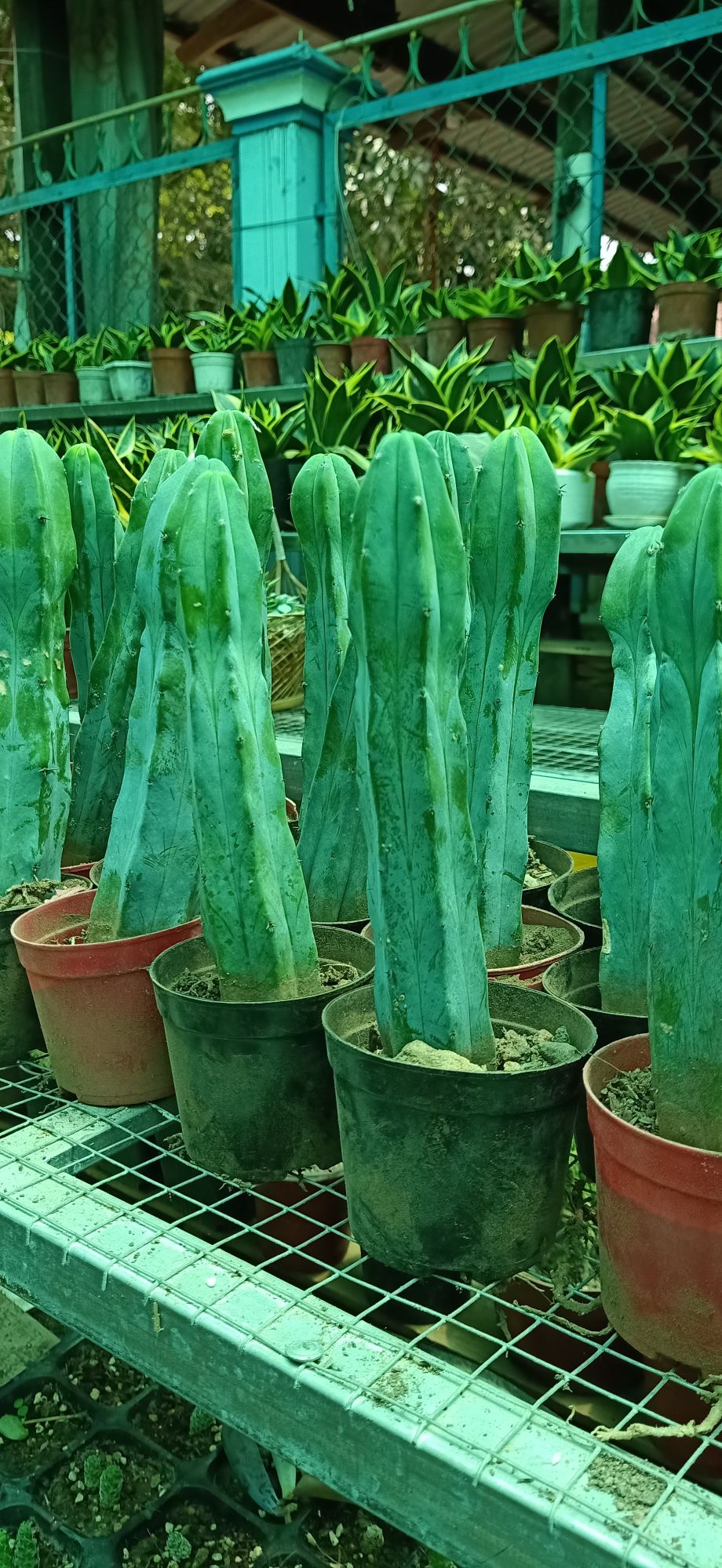 xương rồng trụ 10-15cm