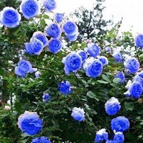 Gói 10 Hạt Giống Hoa Hồng Xanh
