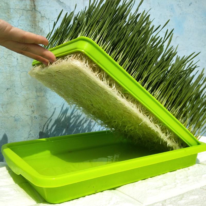 Cỏ mèo