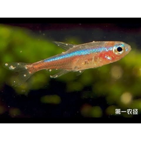 TETRA NHẬT trị nấm, kháng sinh cho cá cảnh