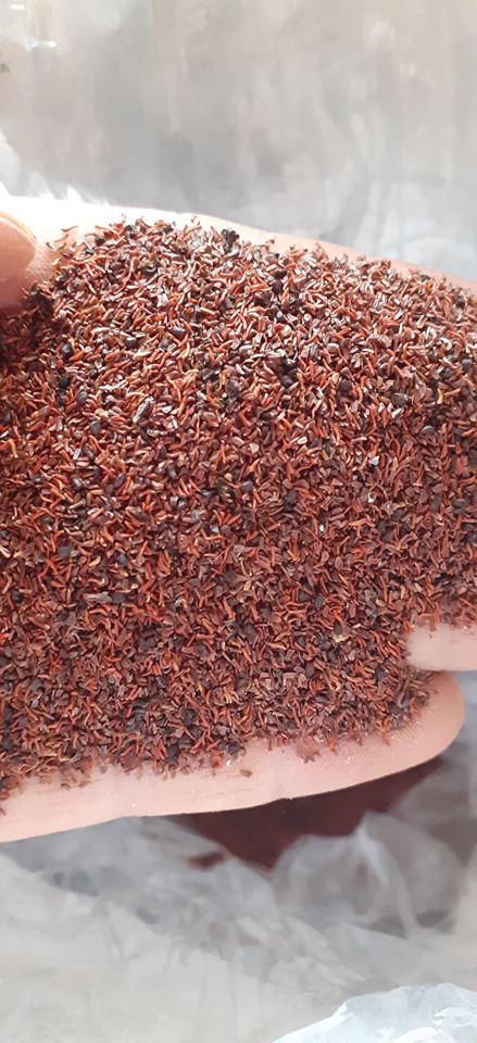 Hạt giống bạch đàn đỏ