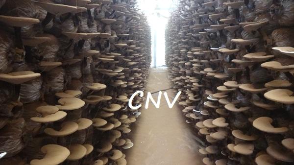 Nấm linh chi đỏ 500g xay bột ( Giống xích chi Việt Nam) CNV