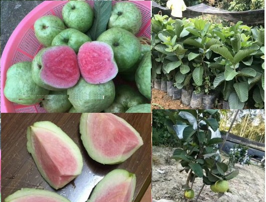 Cây giống ổi tím malaysia