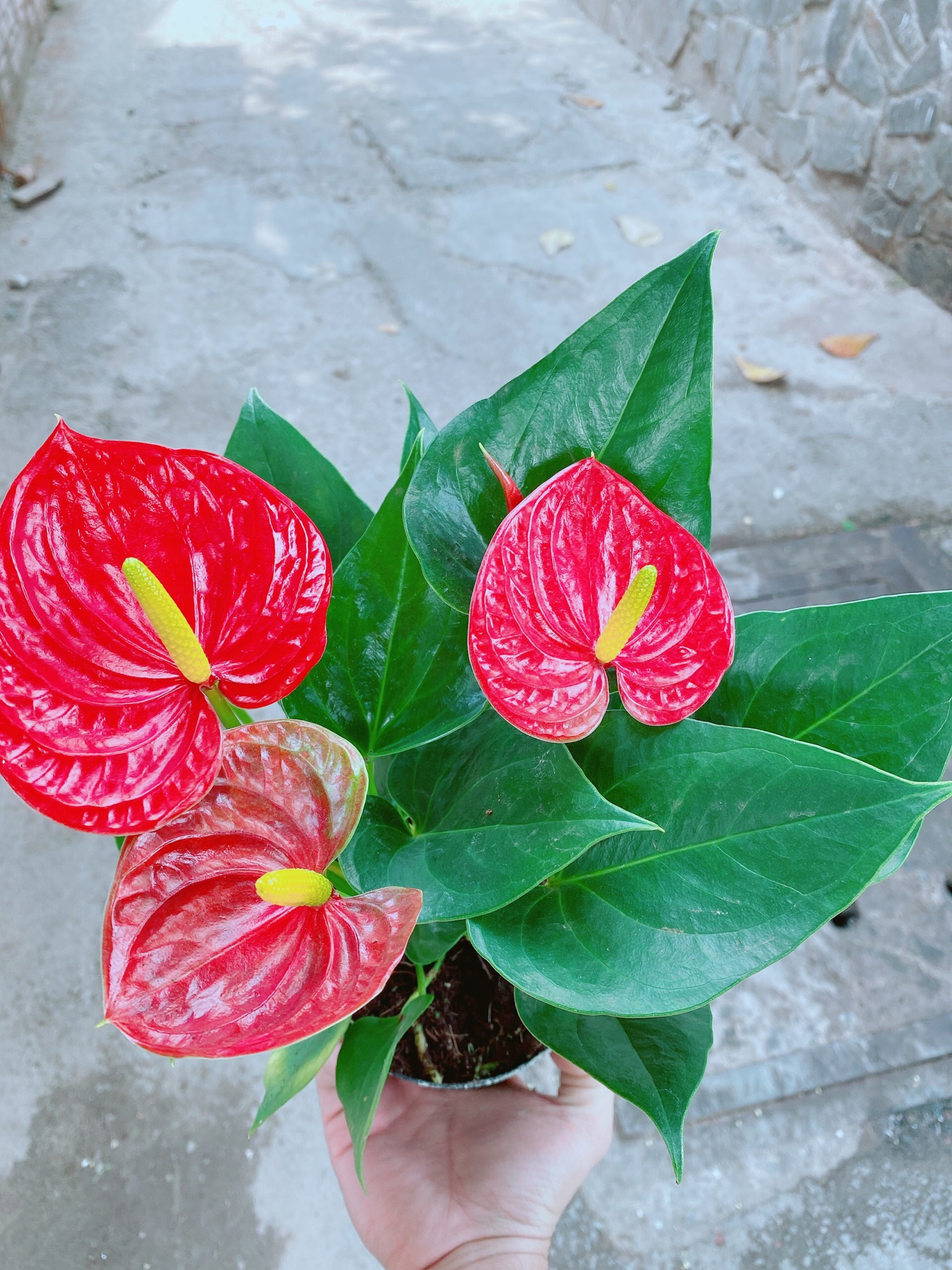 Cây hồng môn