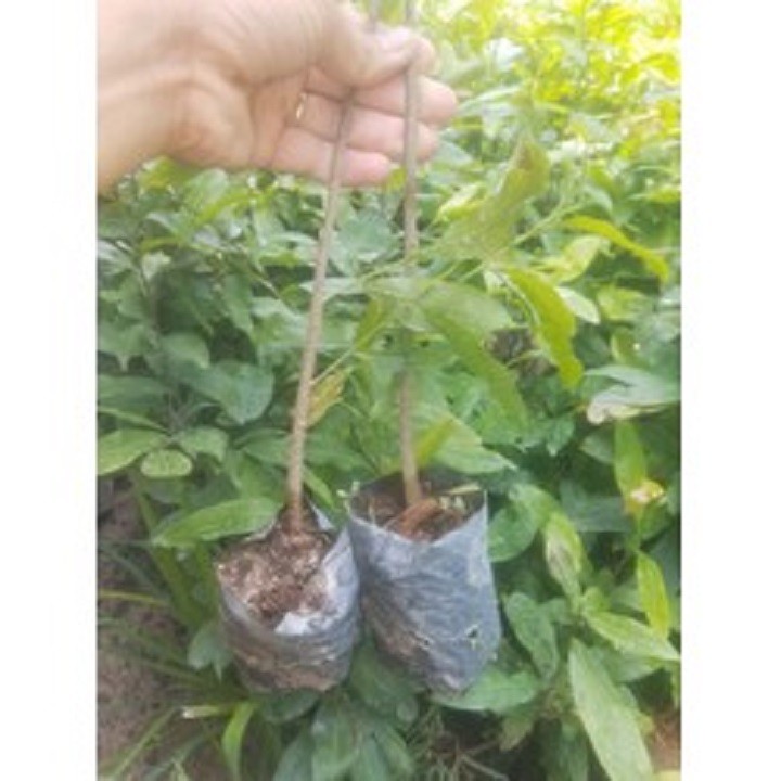BẦU CÂY MAI VÀNG GIỐNG-CÁNH KÉP