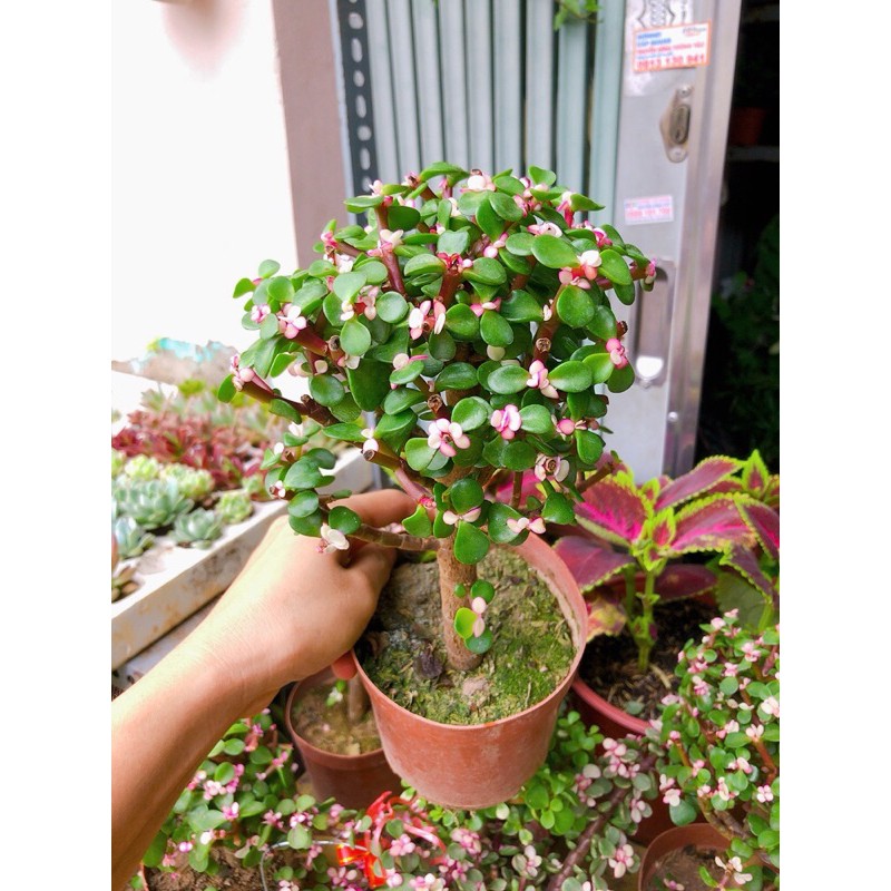 [HCM]Cây Cành Vàng Lá Ngọc