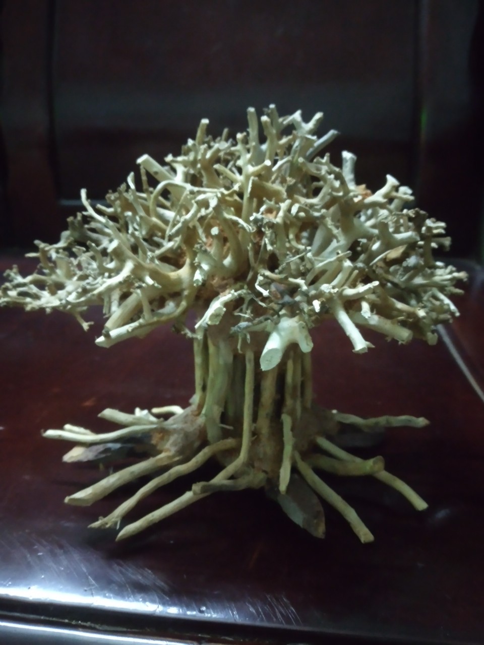 Lũa Bonsai Thủy Sinh