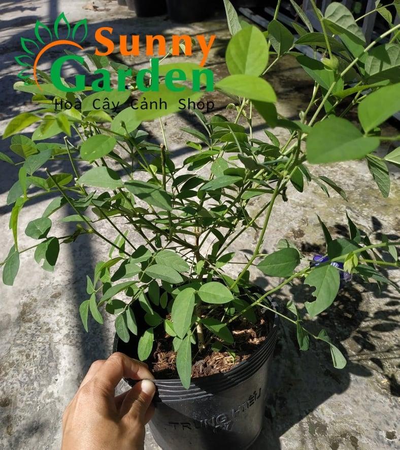 Cây Đậu Biếc - Chậu Hoa