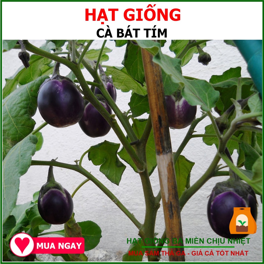 Hạt giống cà bát tím tn 97a - 1gram
