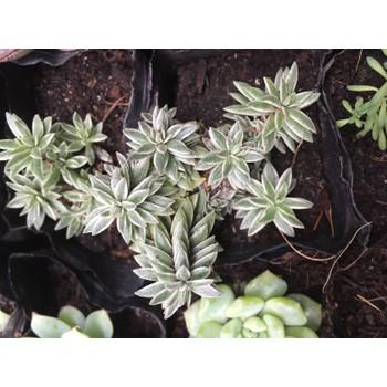 Sen Đá Sedum Cỏ Trắng