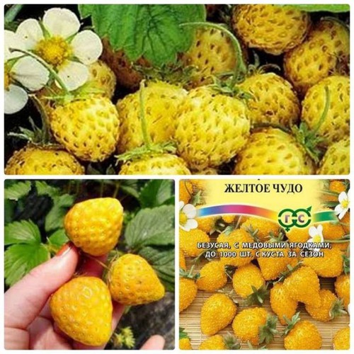 Hạt giống dâu tây vàng chịu nhiệt - gói 100 hạt