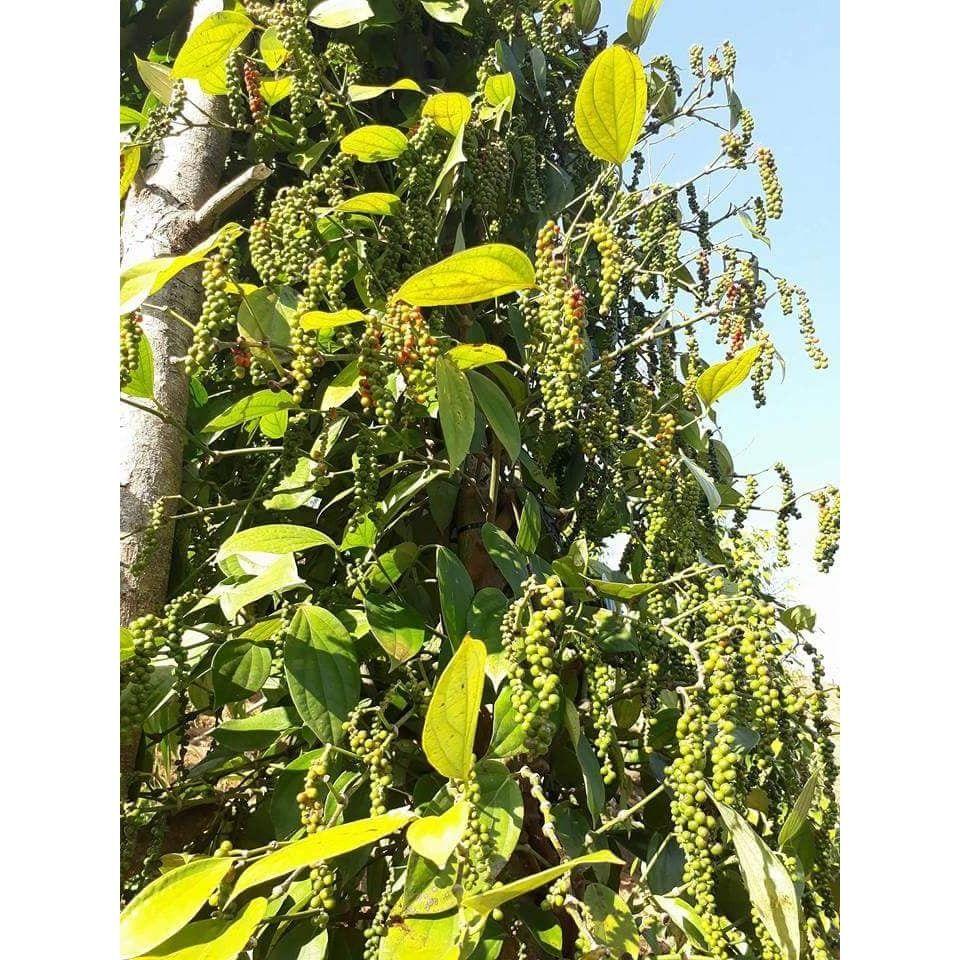 1 kg tiêu đen cay, thơm, chắc hạt