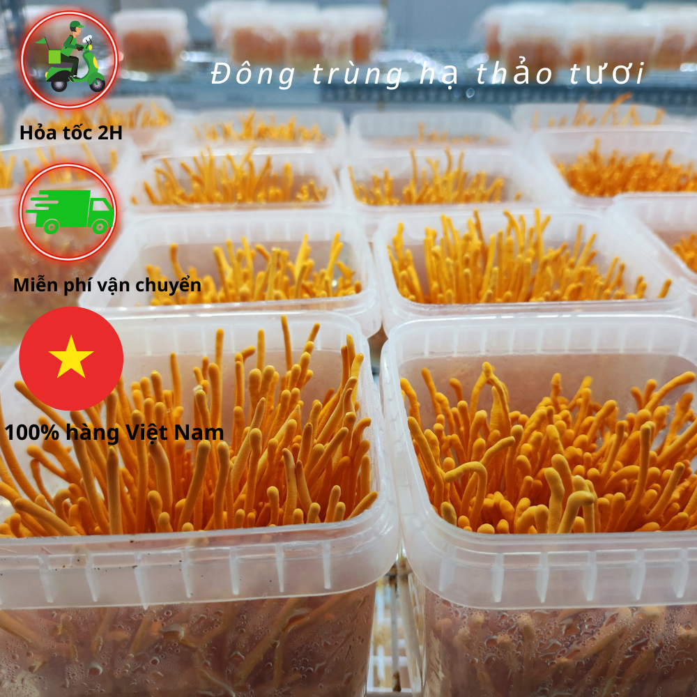 Đông trùng hạ thảo tươi combo 5 hộp