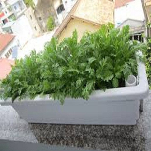 hạt giống Cúc tẻ (Tần Ô) cao sản