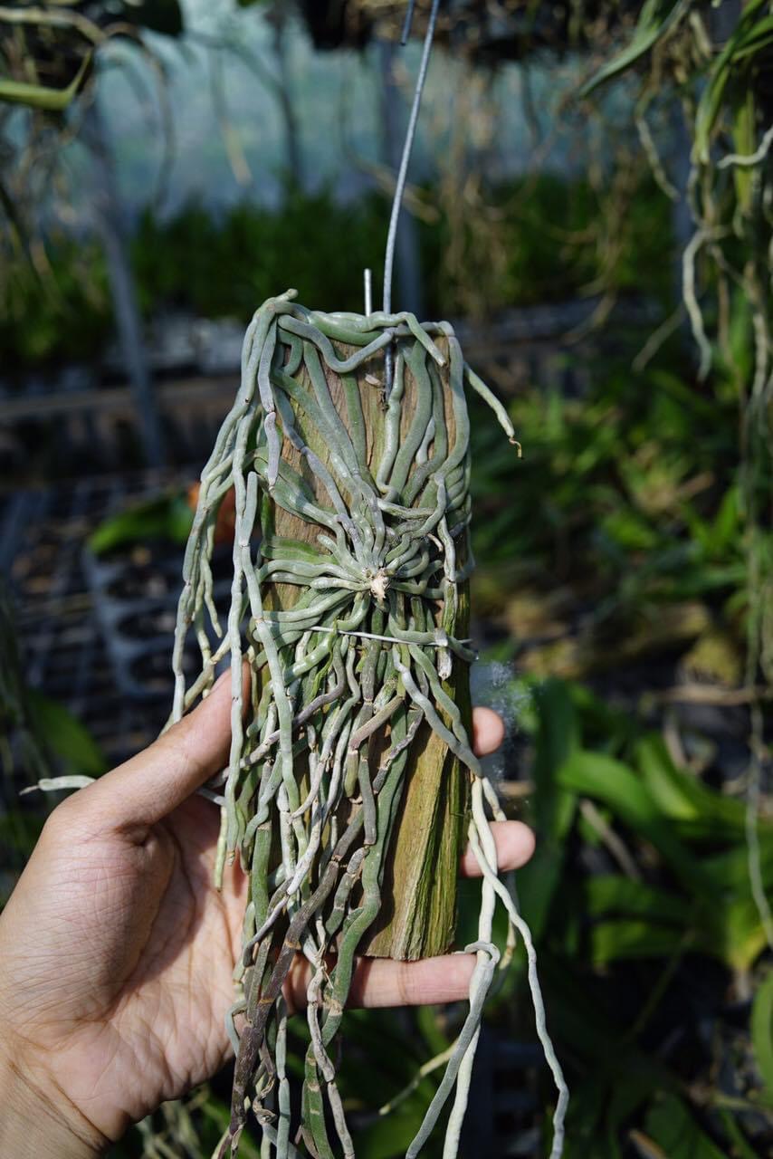 Lan căn diệp hàng Thái, Loại Lan dành cho dân sành chơi