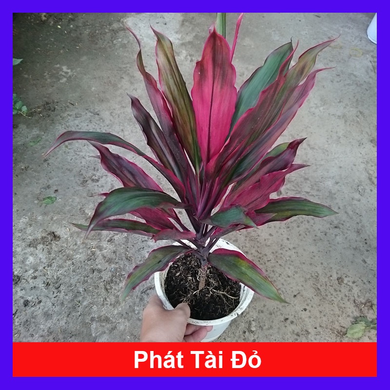 Cây phát tài đỏ - cây cảnh trong nhà - cây cảnh phong thủy - HKPQ