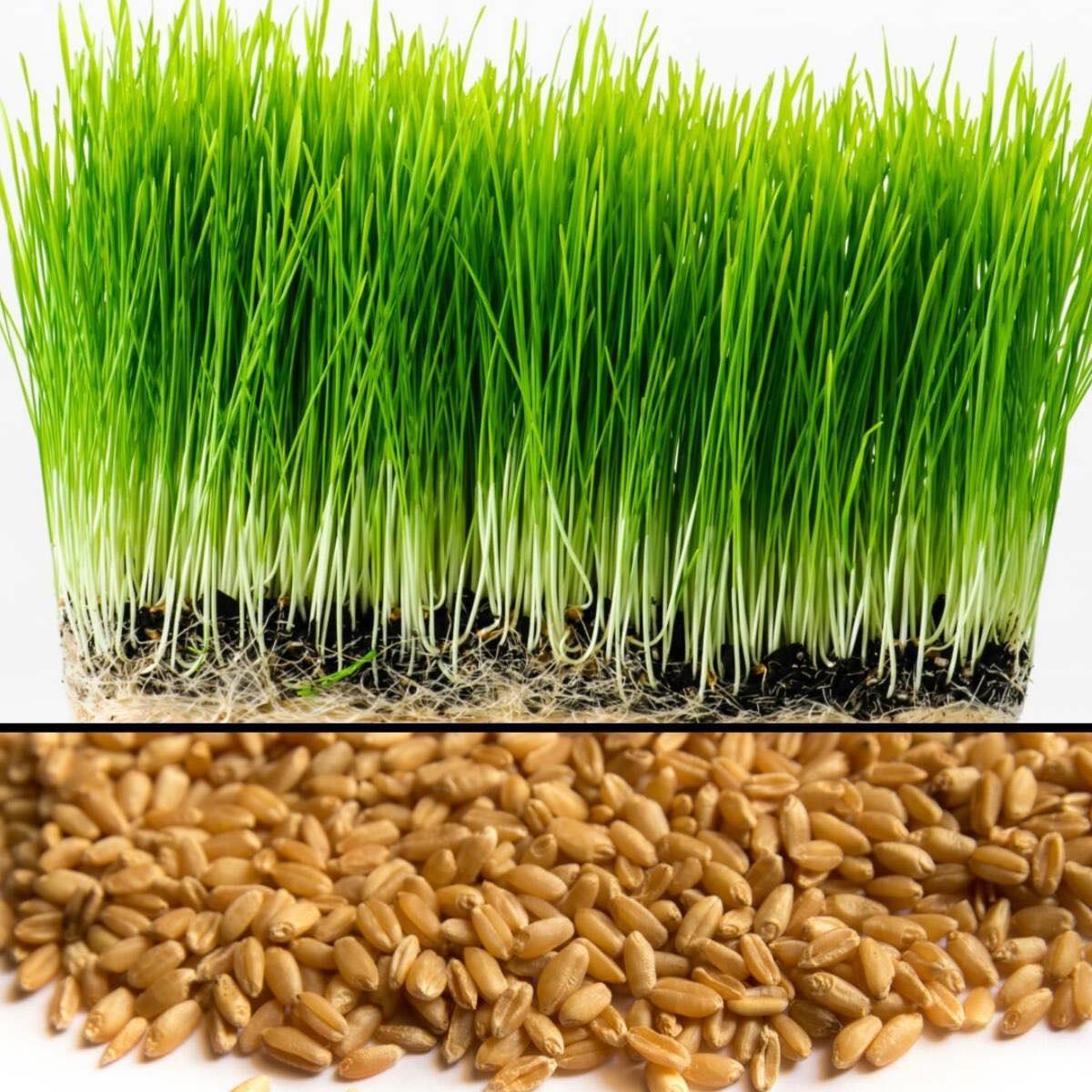 100g hạt giống cỏ lúa mì (cỏ lúa mạch/tiểu mạch) ươm nảy mầm.