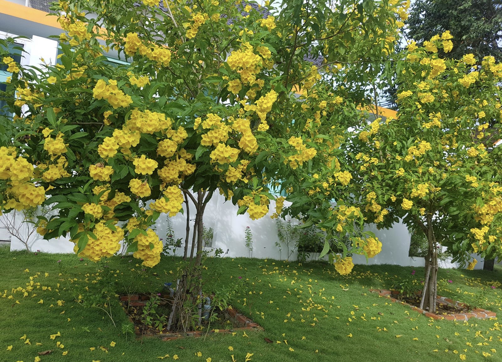 Cây Hoàng Yến chuông vàng - ra hoa màu vàng rất đẹp