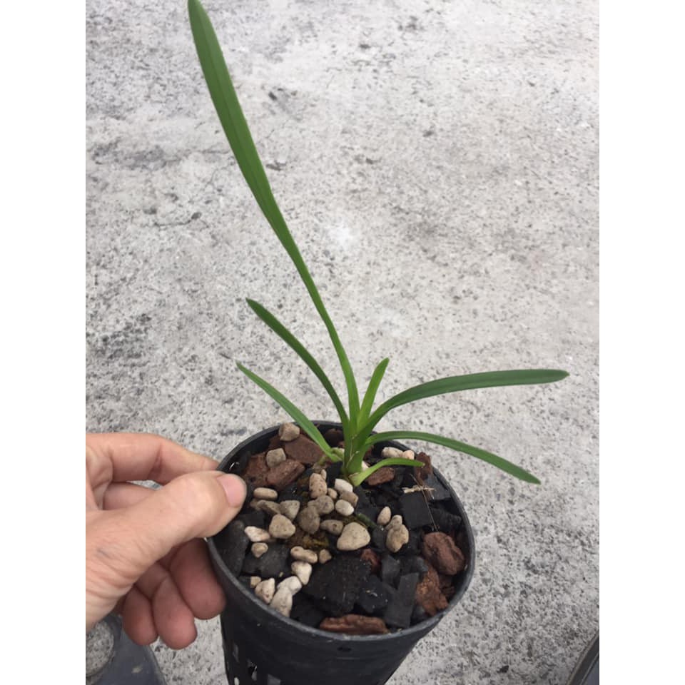 Cây giống lan kiếm xanh Huế gieo hạt