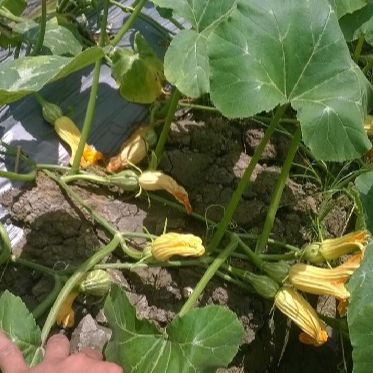 [Seeds] Hạt giống bí ăn nụ, đóng gói 0.5gr (khoảng 10 hạt)