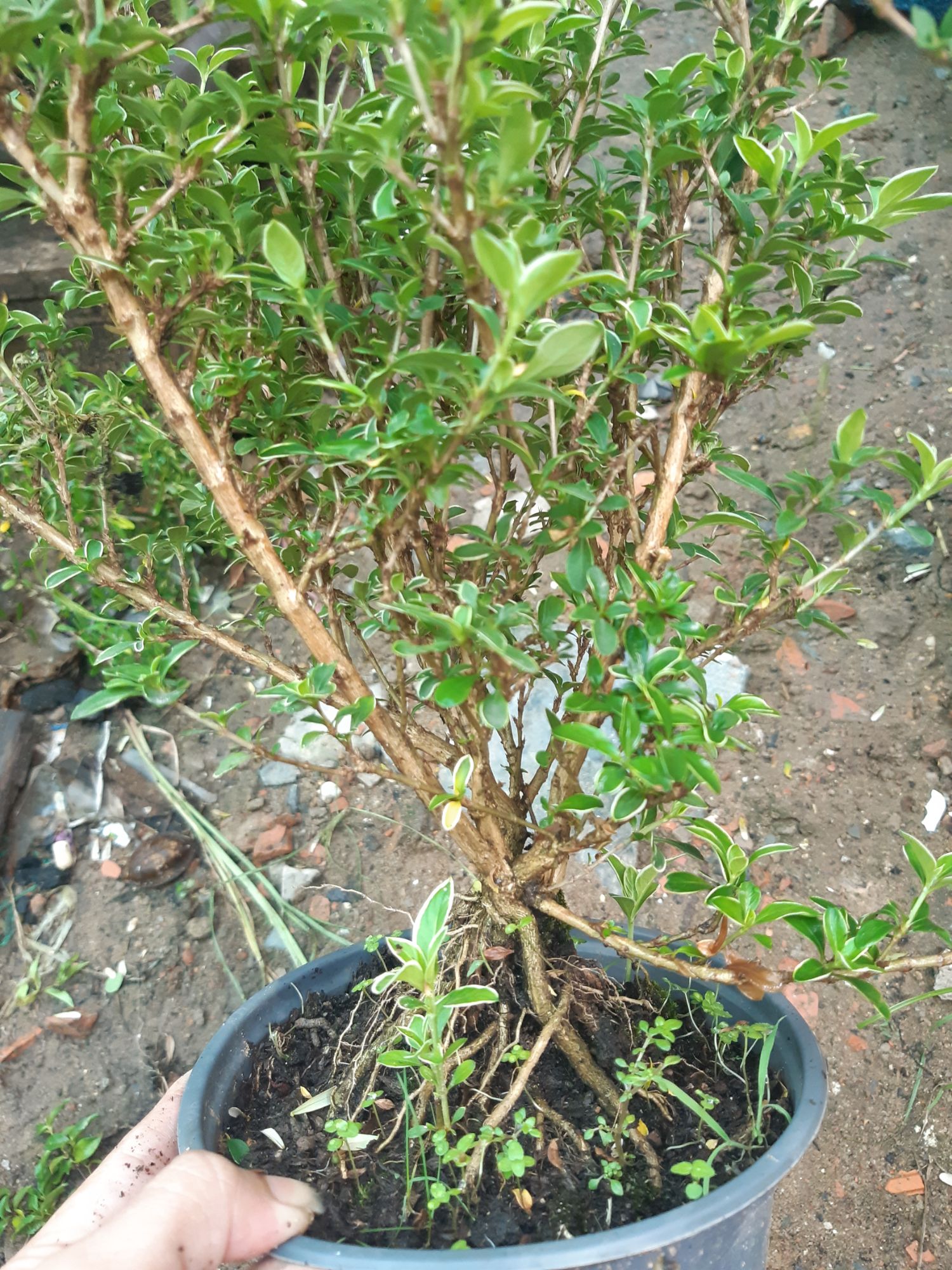 hoa bạch tuyết mai