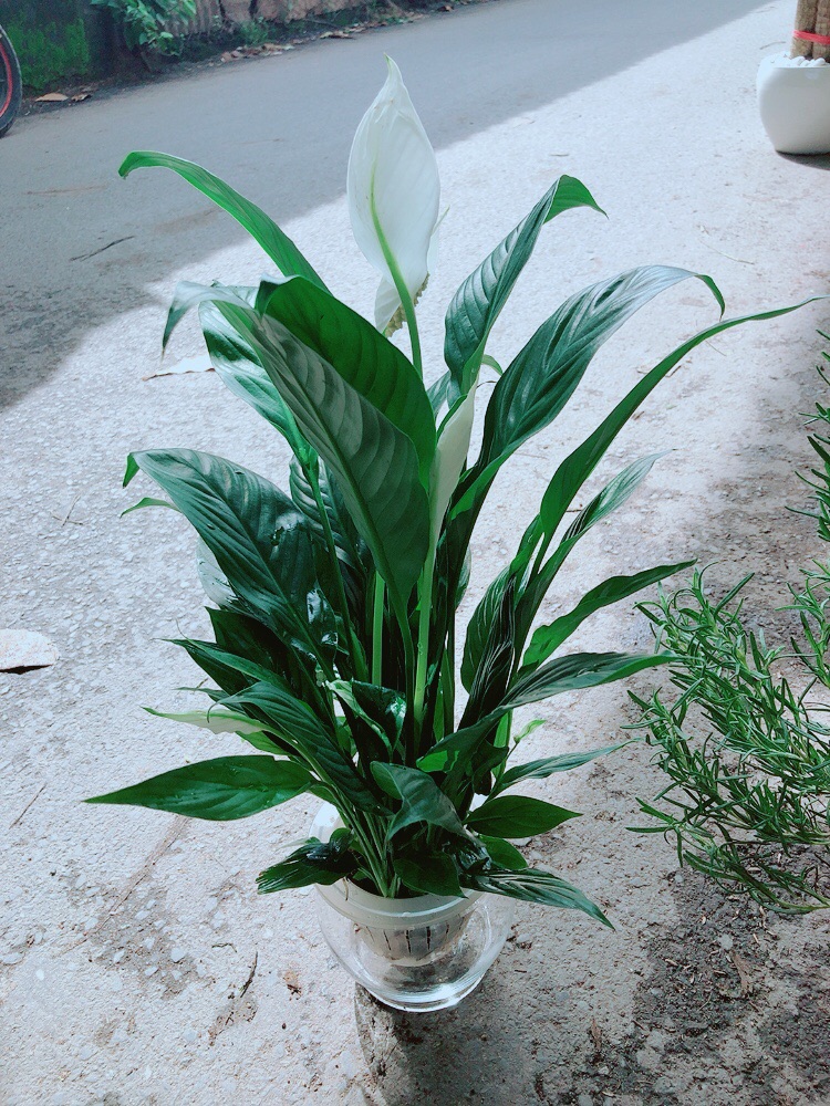 [HCM]Chậu Lan Ý Thuỷ Sinh