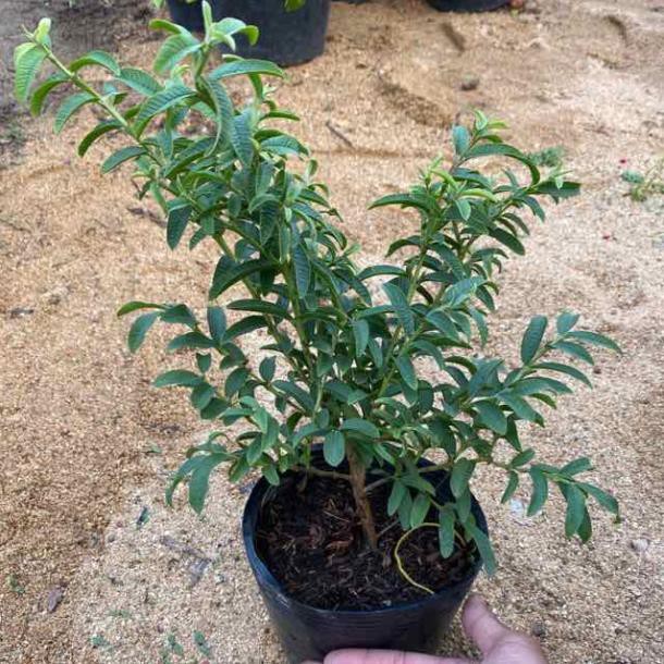 [FREESHIP - Xả Khô Máu] Cây ổi kiểng lá kim siêu trái [ TẶNG 02 Cây QUẾ giống]