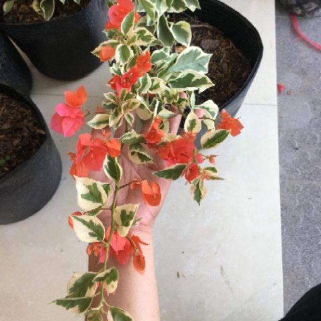 CHẬU Cây hoa giấy lùn siêu hoa TRẮNG phớt hồng SIÊU HIẾM, SIÊU ĐẸP