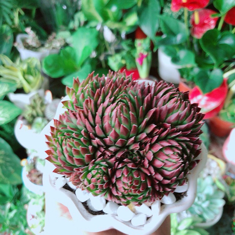 Chậu sen phật bà đỏ