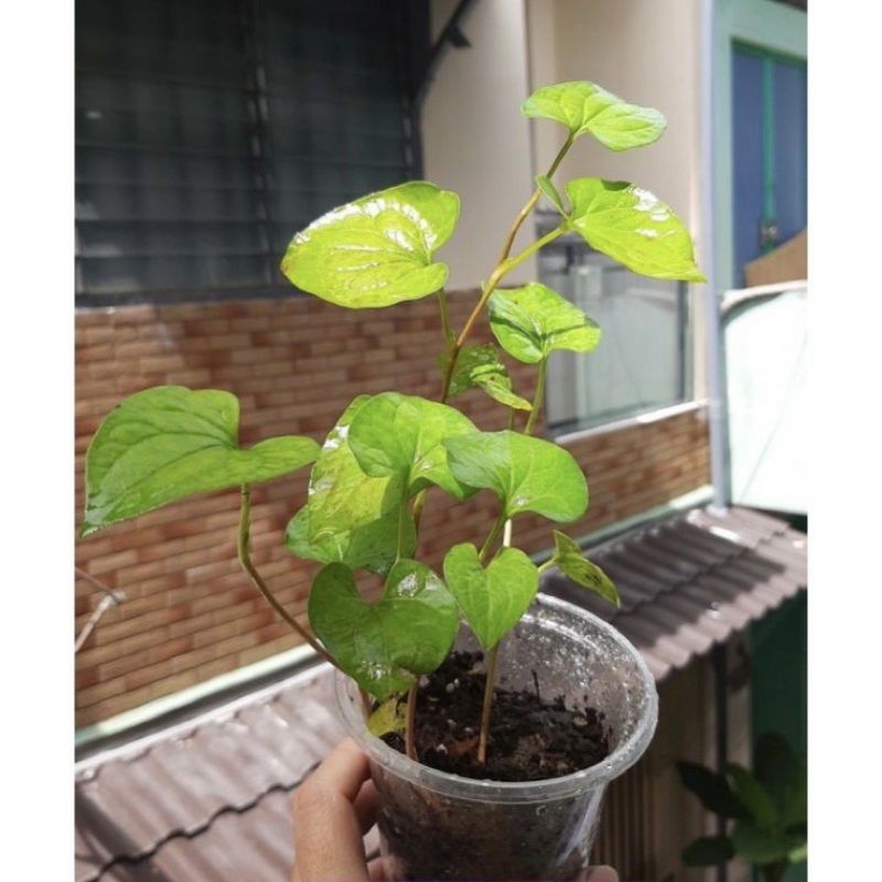 Bầu rau diếp cá