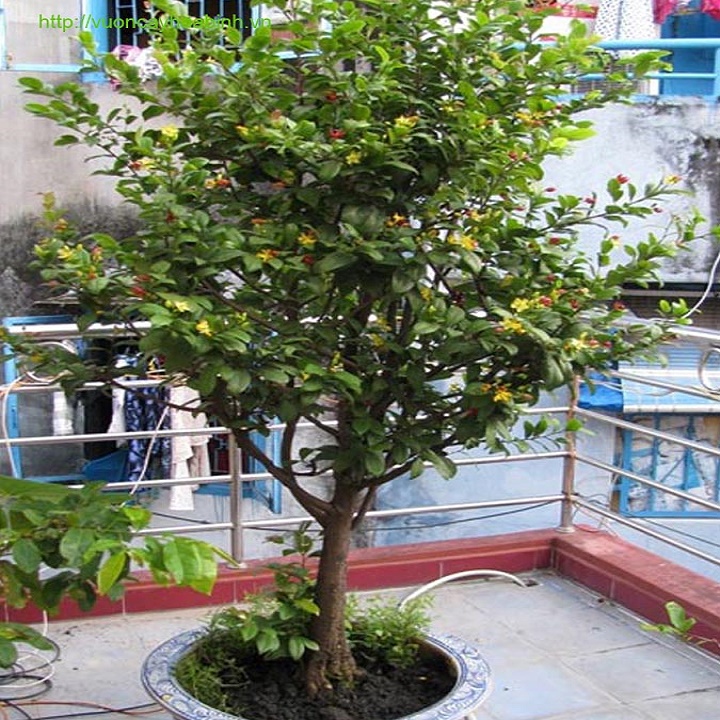 CÂY GIỐNG MAI TỨ QUÝ , CÂY NHỎ