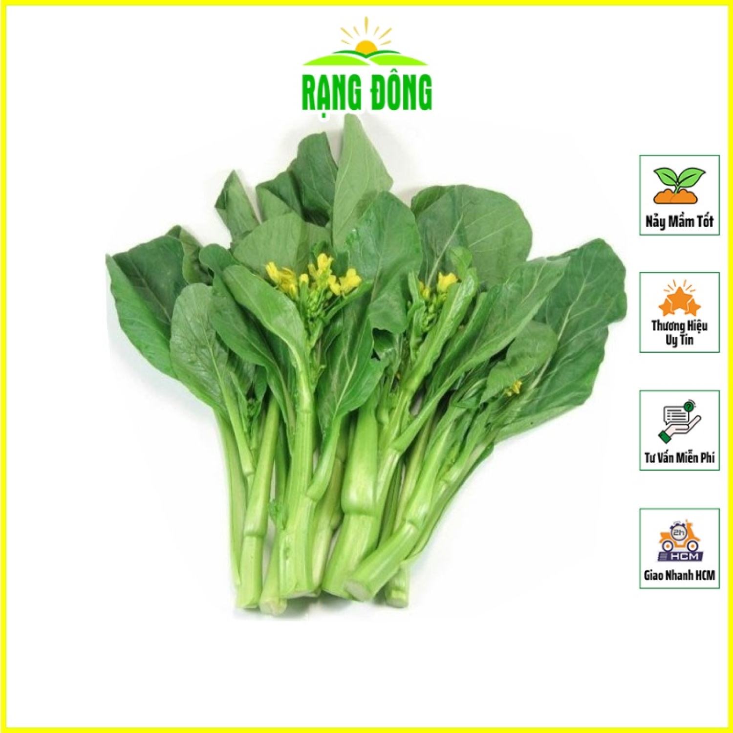 Hạt giống cải ngọt bông chịu nhiệt, dễ chăm, trồng quanh năm - hạt giống rạng đông