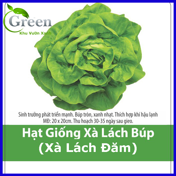 Hạt Giống Xà Lách Búp (Xà Lách Đăm)