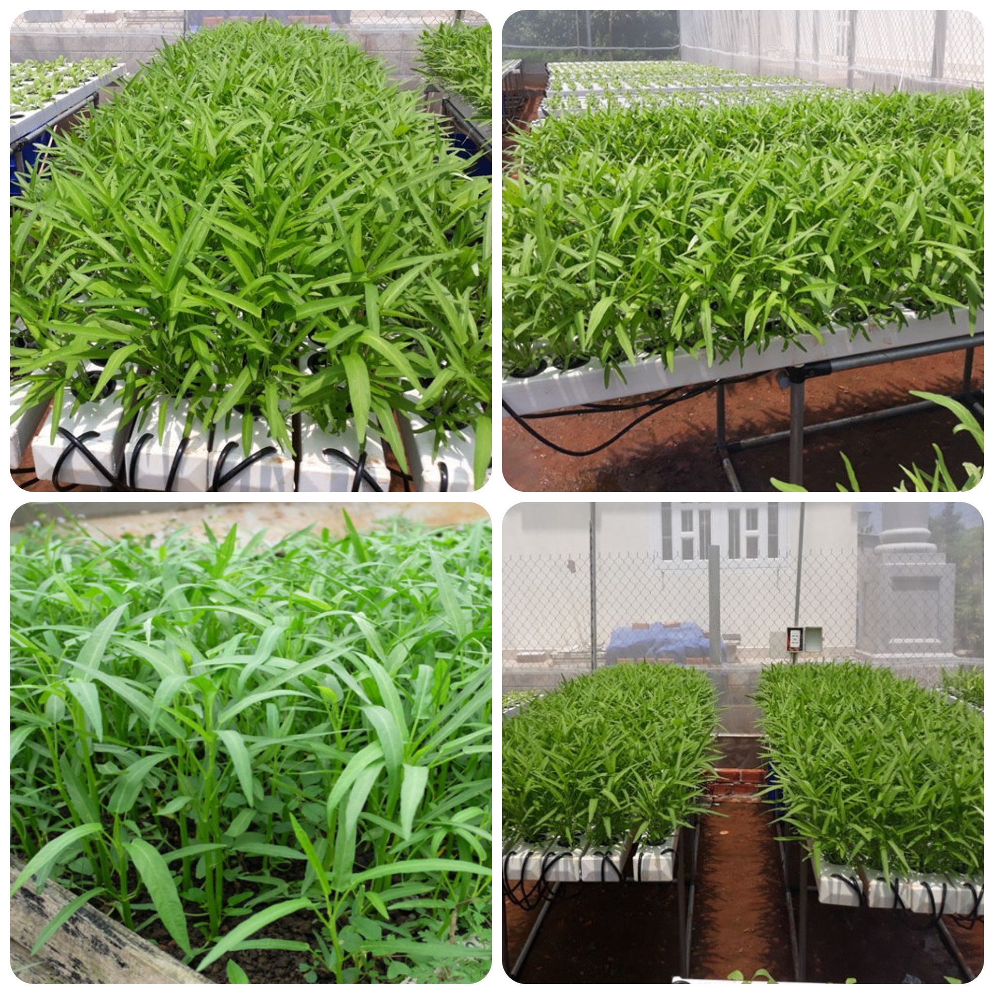 Hạt giống Rau muống lá tre gói 1kg