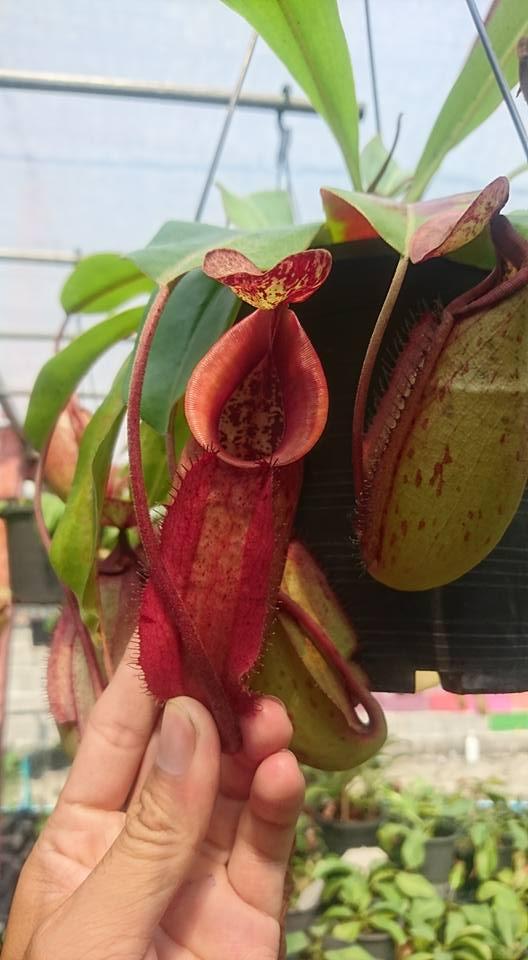 Hạt giống cây bắt mồi nắp ấm 1 gói 10 hạt - tặng kèm 3 viên nén ươm hạt )