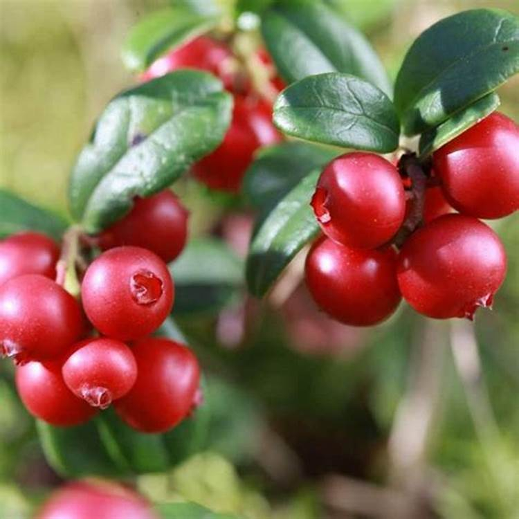 Hạt giống việt quất đỏ dể trồng-gói 30 hạt
