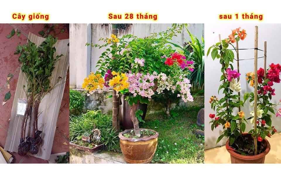 2 cây hoa ngũ sắc