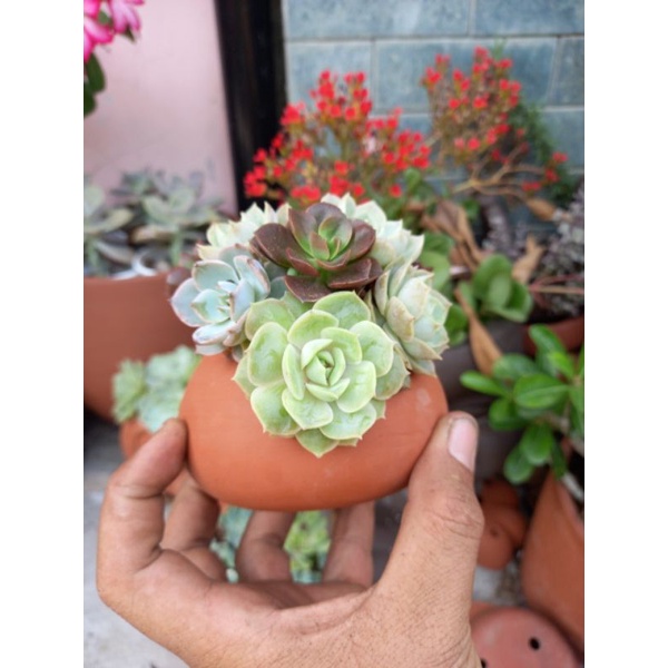 Chậu đất nung Bình Dương dáng lu 7x7