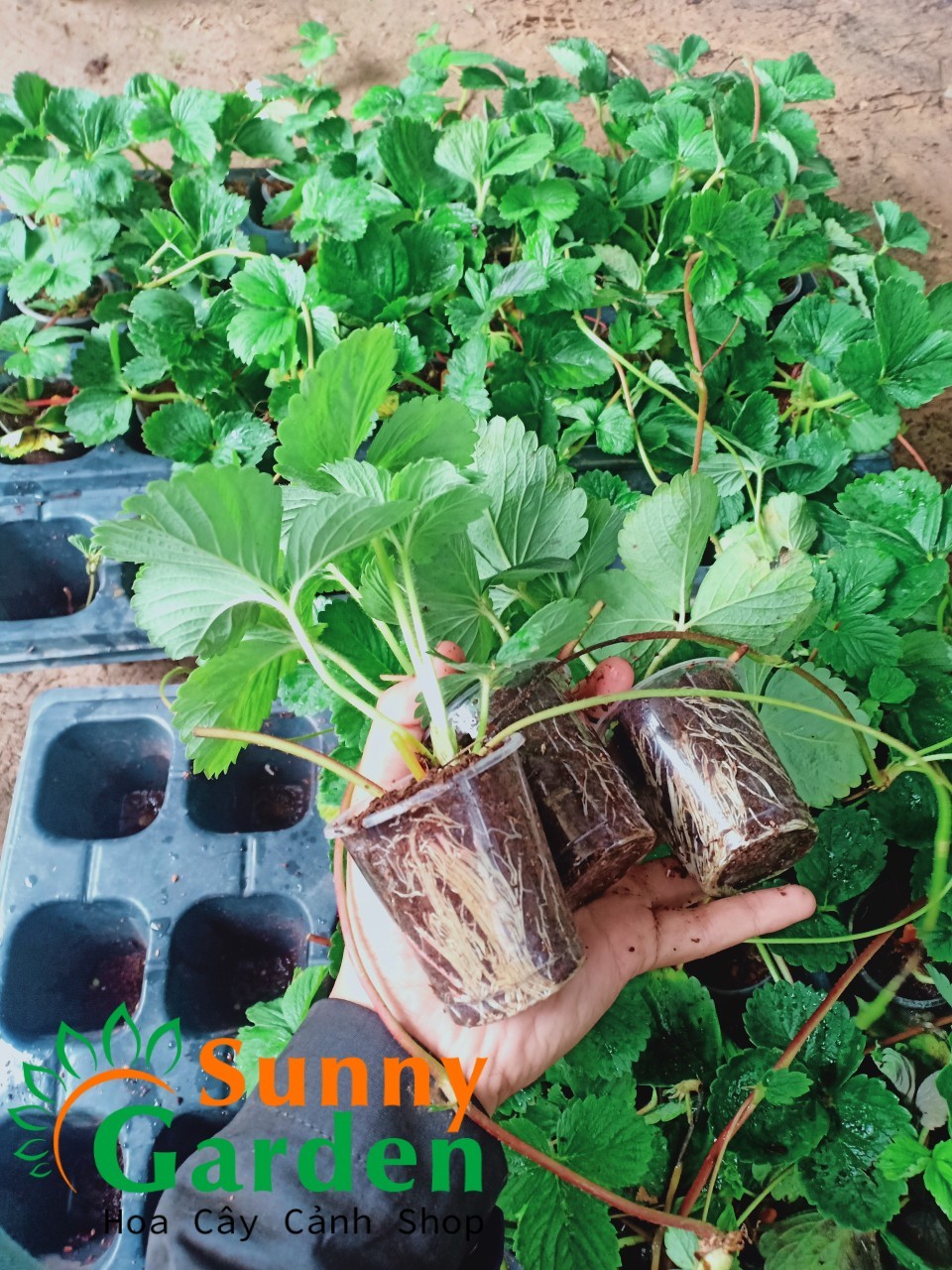 Combo 5 Ngó Dâu Mỹ Tù - Cây Ăn Quả