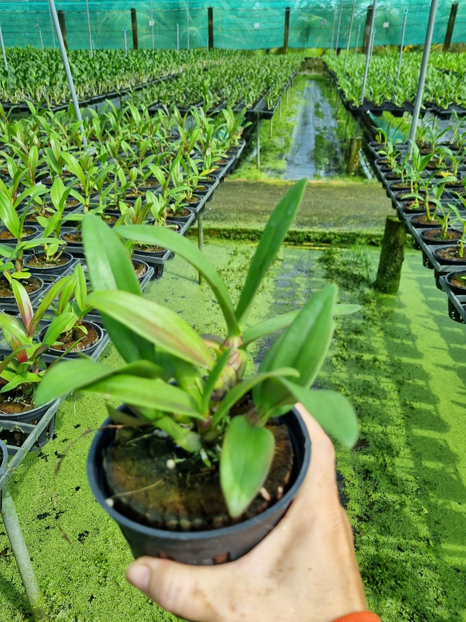 HOA LAN NẮNG