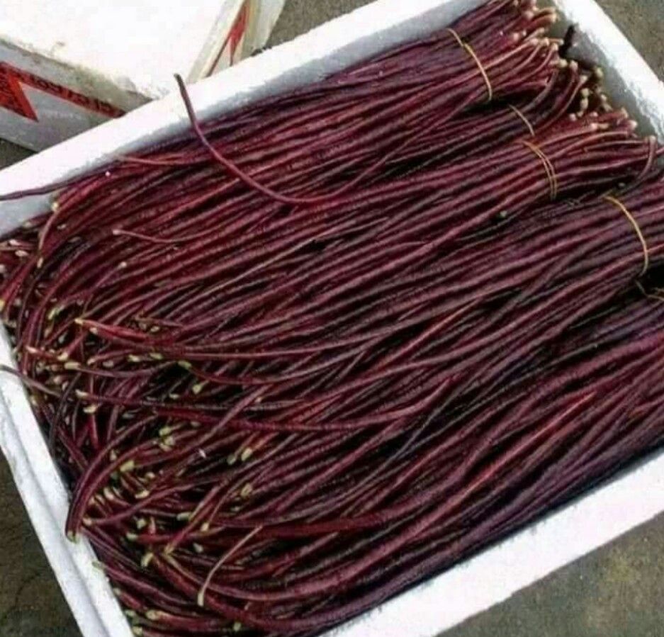 HẠT GIỐNG ĐẬU ĐŨA TÍM MỸ F1 ( GÓI 10 GRAM)