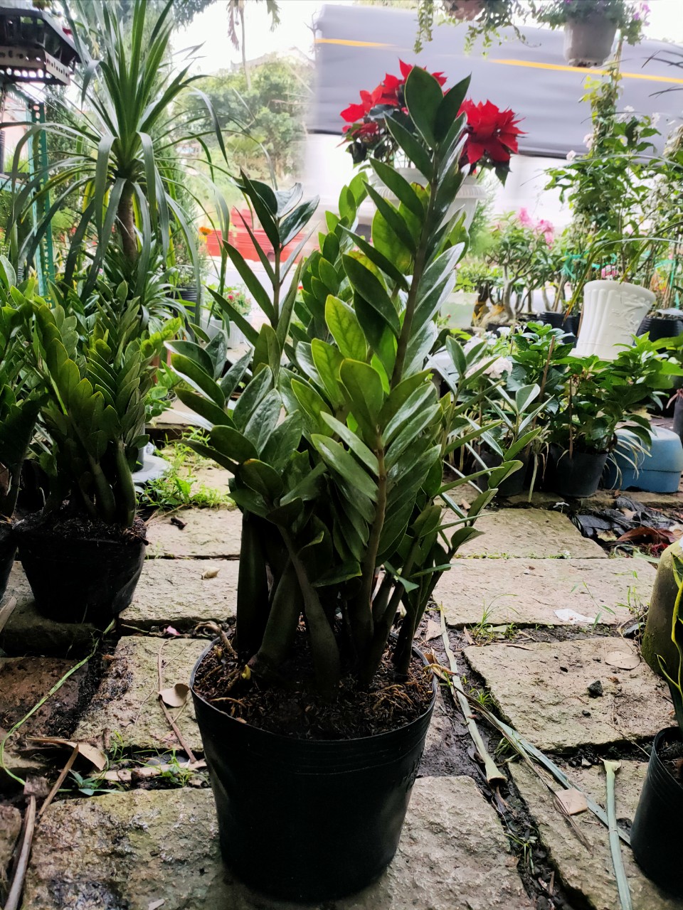 Cây Kim Tiền size 75 đến 80cm (cây phong thủy)
