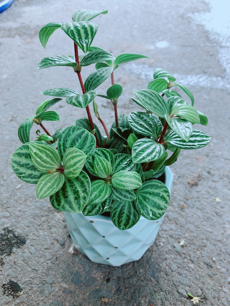 Chậu Cây Kim Cương Hột Xoàn