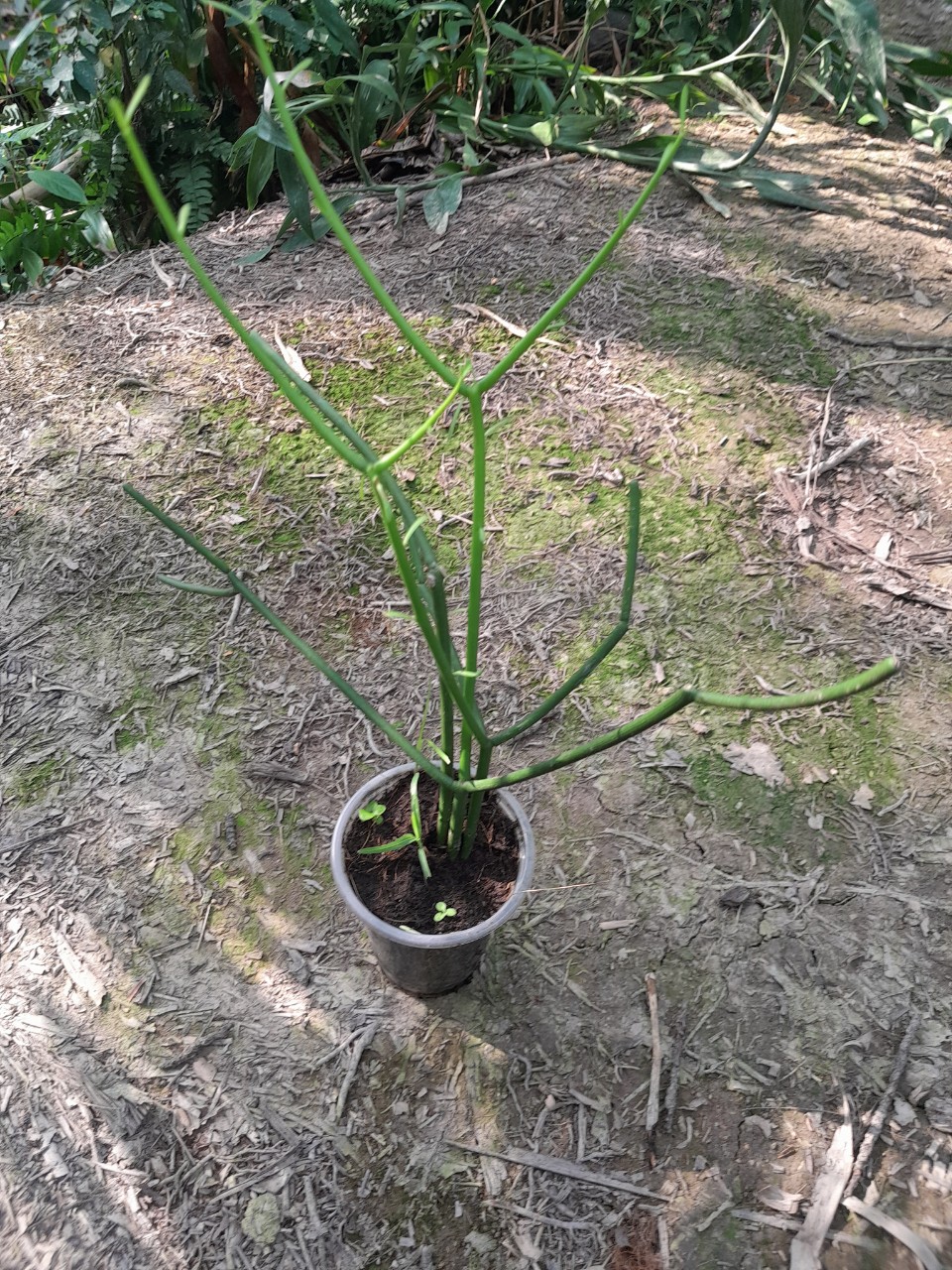 Cây giao cây giống cao 25cm, 1 bầu 2-3 cây
