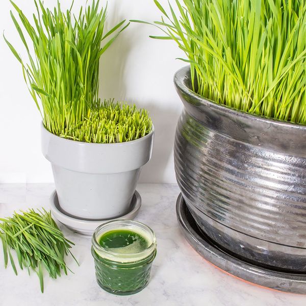 Hạt giống cỏ lúa mì 3kg