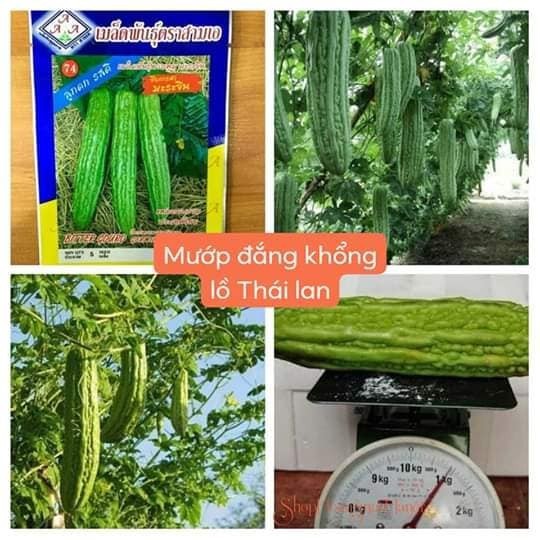 Hạt giống khổ qua khổng lồ (mướp đắng) Thái Lan - gói 5 hạt